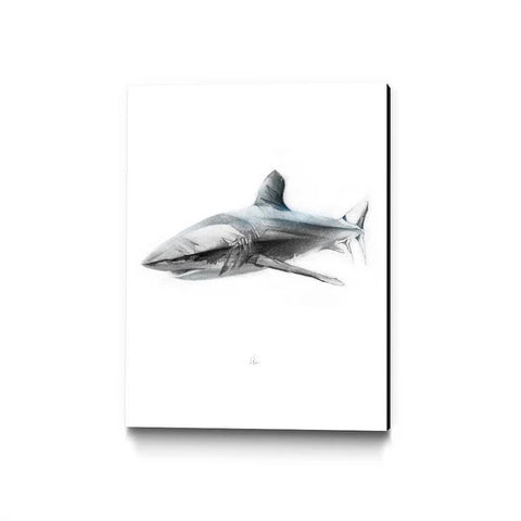 Alexis Marcou, Shark 1